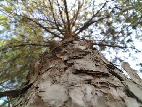 Tree Fotos de archivo