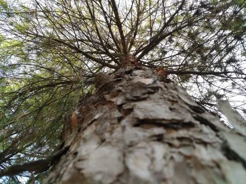 Tree Stock-Fotos