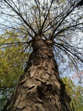 Tree Stock Photos