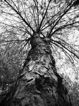 Tree Stock Photos