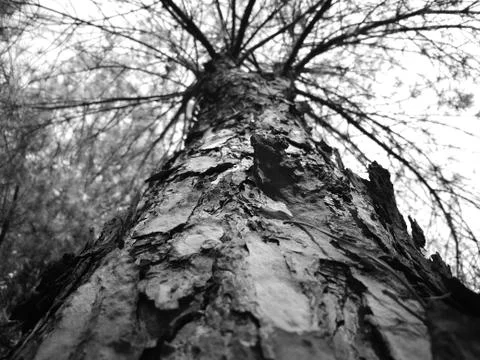 Tree Фото