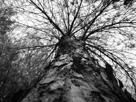 Tree 写真素材
