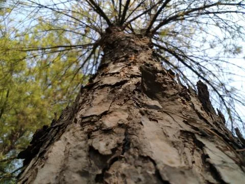 Tree Stock-Fotos