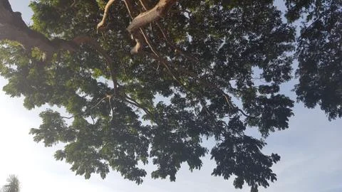 The Tree Stock Photos