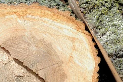 Tree Stock Photos
