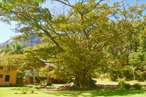 The tree Stock Photos