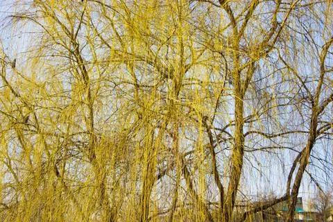 Tree Stock-Fotos