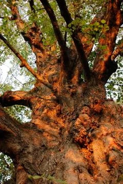 Tree Stock Photos