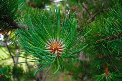 Tree Stock Photos