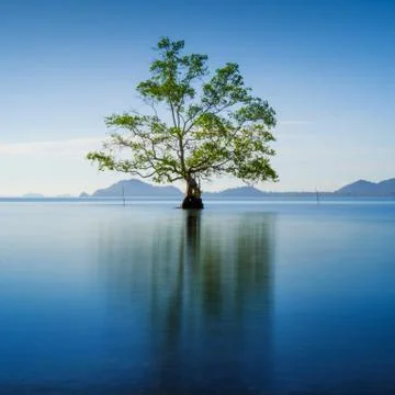 Tree Stock Photos