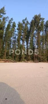 Tree Stock Photos