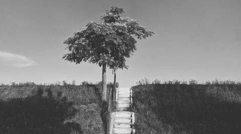 Tree Stock Photos