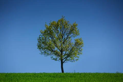 Tree Stock Photos