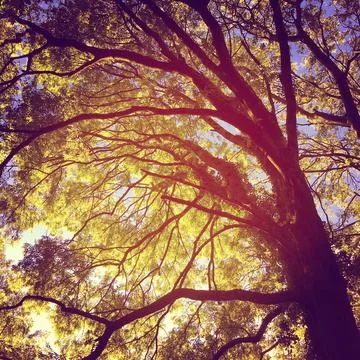 Tree Stock Photos