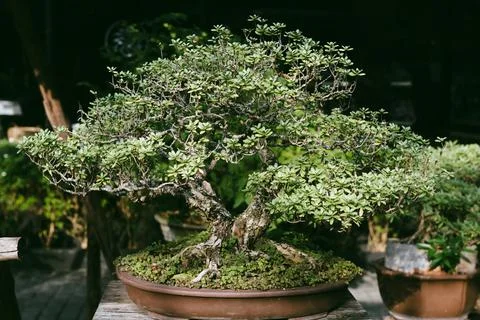 Tree Stock Photos