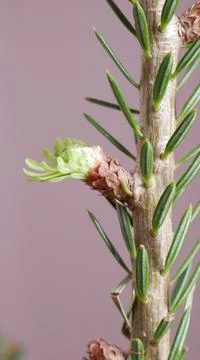 Tree Stock Photos
