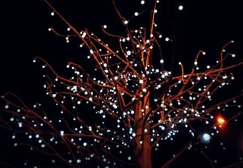 Tree Stock Photos