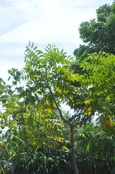 TREE Fotos de archivo