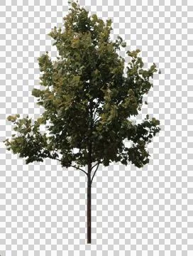 Tree 库存照片