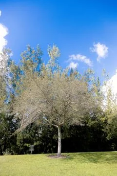 A tree 스톡 사진