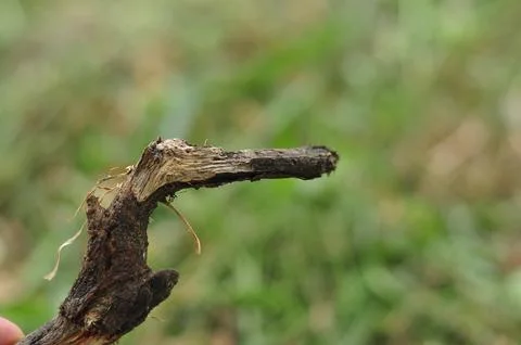 The tree Stock-Fotos