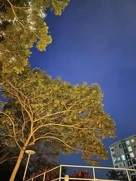 Tree 写真素材