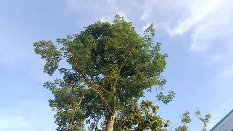 Tree Stock Photos