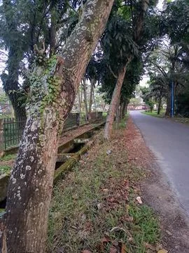 The tree Foto stock
