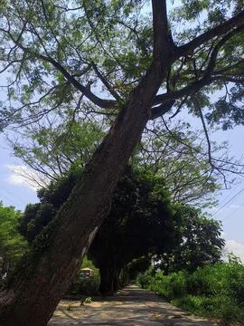 The tree Stock Photos
