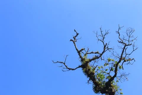 Tree Foto stock