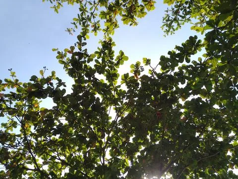 Tree Stock Photos