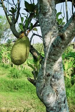 The tree Stock Photos