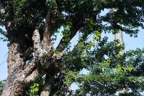 The tree Stock Photos