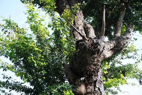 The tree Stock Photos