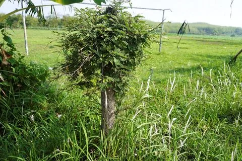 The tree Stock Photos