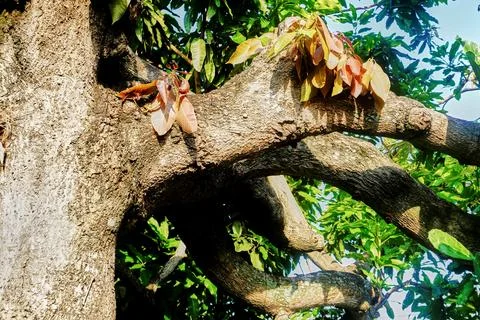 The tree Stock Photos