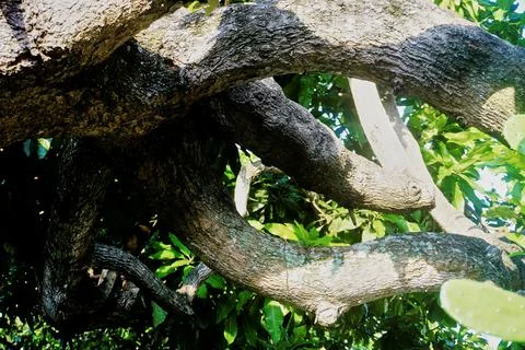 The tree Stock Photos