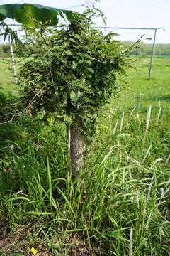The tree Stock Photos