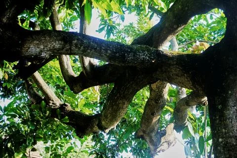 The tree Stock Photos