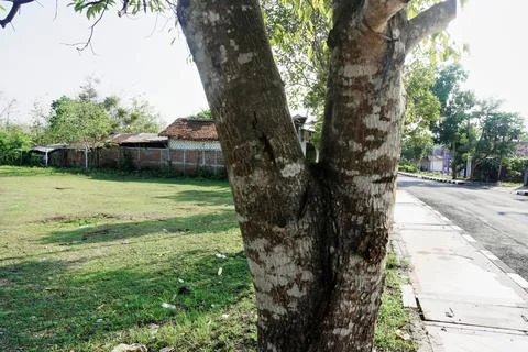 The tree Stock Photos