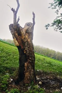 The tree Stock Photos