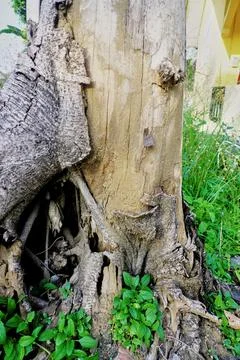 The tree Stock Photos