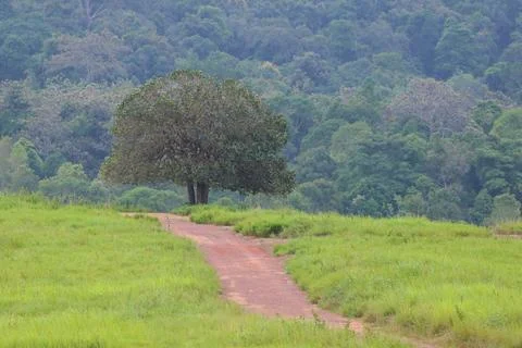 Tree Stock Photos