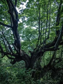 Tree Stock-Fotos