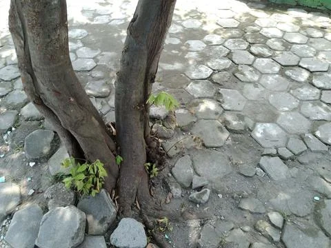 Tree Stock Photos