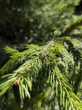 Tree Stock Photos