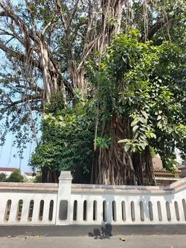 Tree Fotos de archivo