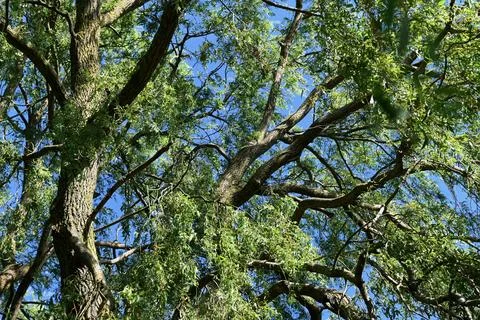Tree Foto stock