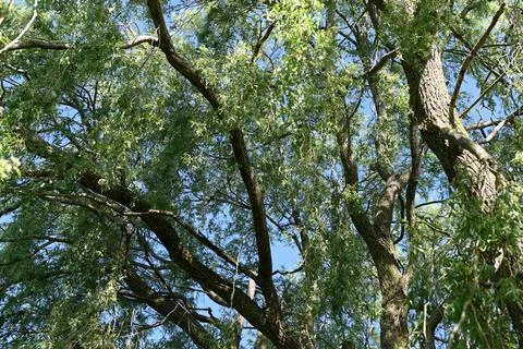 Tree 库存照片