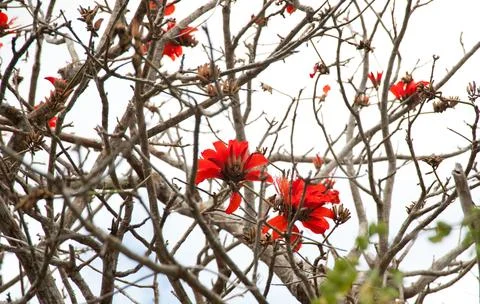 Tree Фото